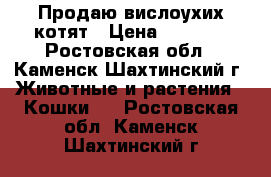 Продаю вислоухих котят › Цена ­ 2 500 - Ростовская обл., Каменск-Шахтинский г. Животные и растения » Кошки   . Ростовская обл.,Каменск-Шахтинский г.